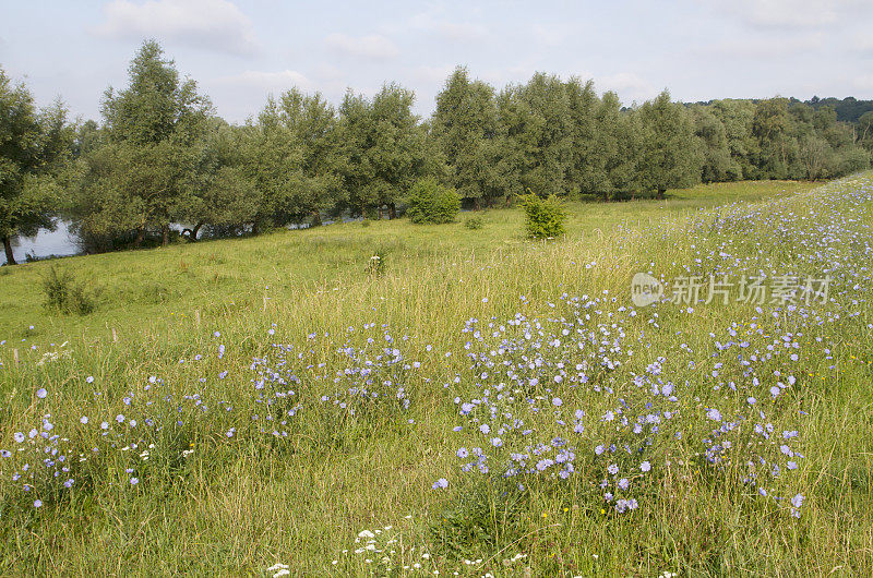 菊苣(Cichorium intybus)